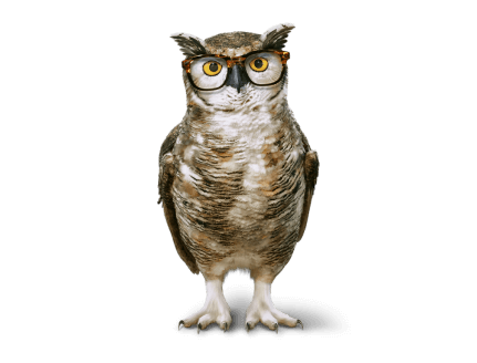 owl image